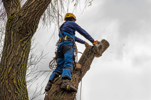 Large Tree Removal in Argentine, MI